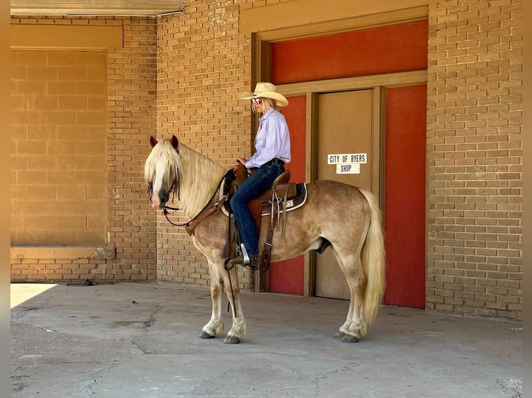 American Quarter Horse Gelding 11 years 13,1 hh Sorrel in Byers TX