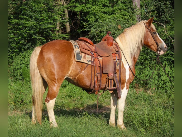 American Quarter Horse Gelding 11 years 13,2 hh Tobiano-all-colors in Rusk TX