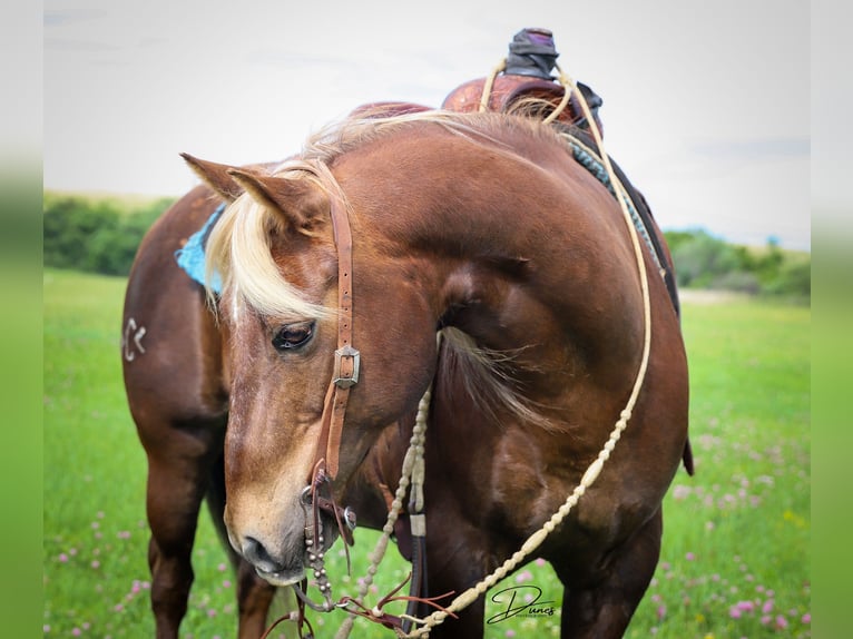 American Quarter Horse Gelding 11 years 13,3 hh Chestnut in Thedford, NE