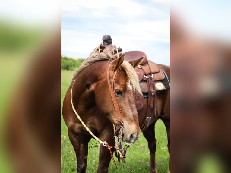 American Quarter Horse Gelding 11 years 13,3 hh Chestnut in Thedford, NE