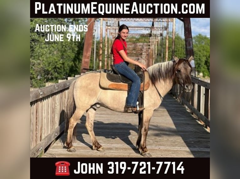 American Quarter Horse Gelding 11 years 13,2 hh Grullo in lisbon IA