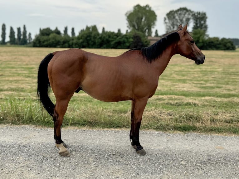 American Quarter Horse Gelding 11 years 14.1 hh Brown in Nonantola