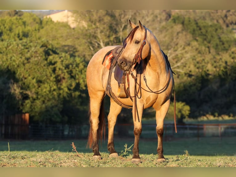 American Quarter Horse Gelding 11 years 14,1 hh Buckskin in Cleburne, TX
