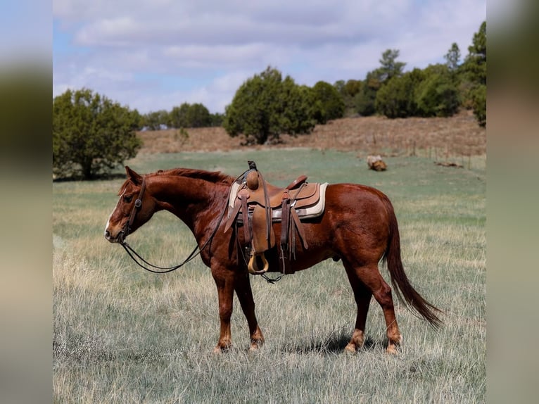 American Quarter Horse Gelding 11 years 14.1 hh Chestnut in Camp Verde AZ