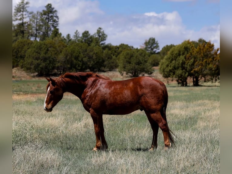 American Quarter Horse Gelding 11 years 14.1 hh Chestnut in Camp Verde AZ