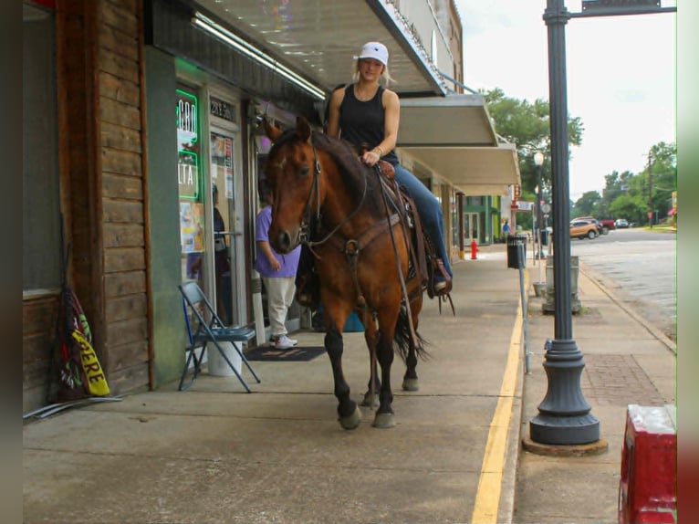 American Quarter Horse Gelding 11 years 14.1 hh Dun in Rusk