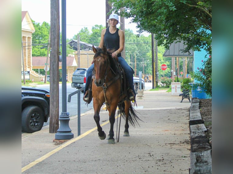 American Quarter Horse Gelding 11 years 14.1 hh Dun in Rusk