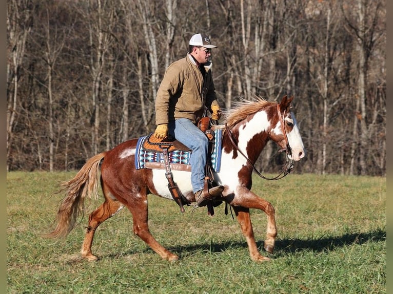 American Quarter Horse Gelding 11 years 14,1 hh Overo-all-colors in Somerset, KY