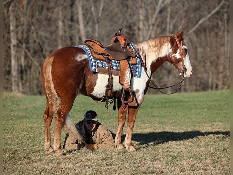 American Quarter Horse Gelding 11 years 14,1 hh Overo-all-colors in Somerset, KY