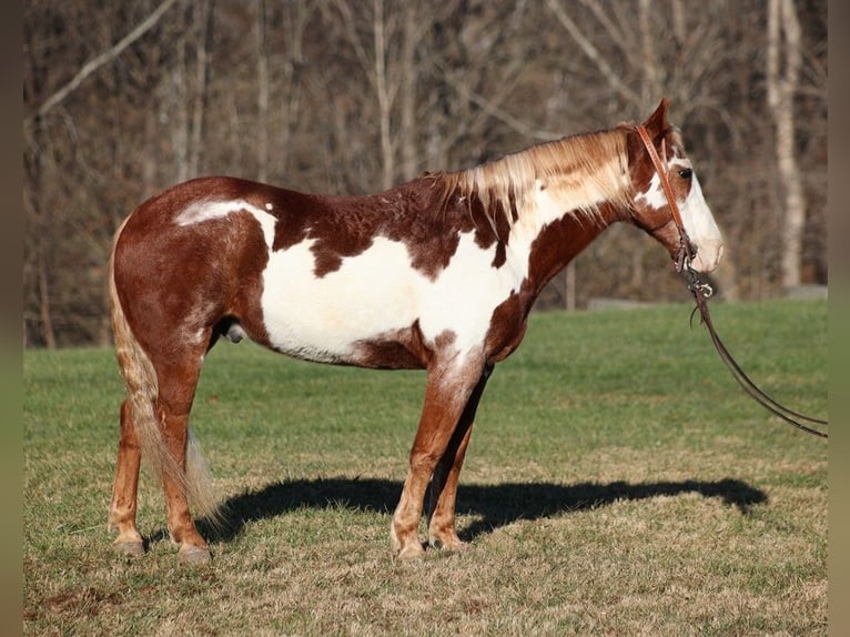 American Quarter Horse Gelding 11 years 14,1 hh Overo-all-colors in Somerset, KY