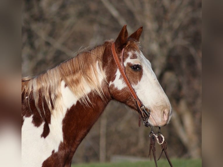 American Quarter Horse Gelding 11 years 14,1 hh Overo-all-colors in Somerset, KY