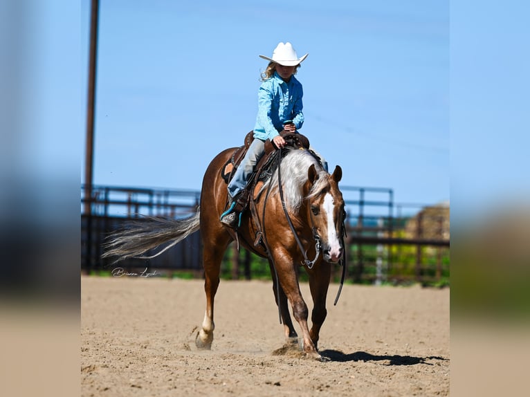 American Quarter Horse Gelding 11 years 14,1 hh Palomino in Canistota, SD