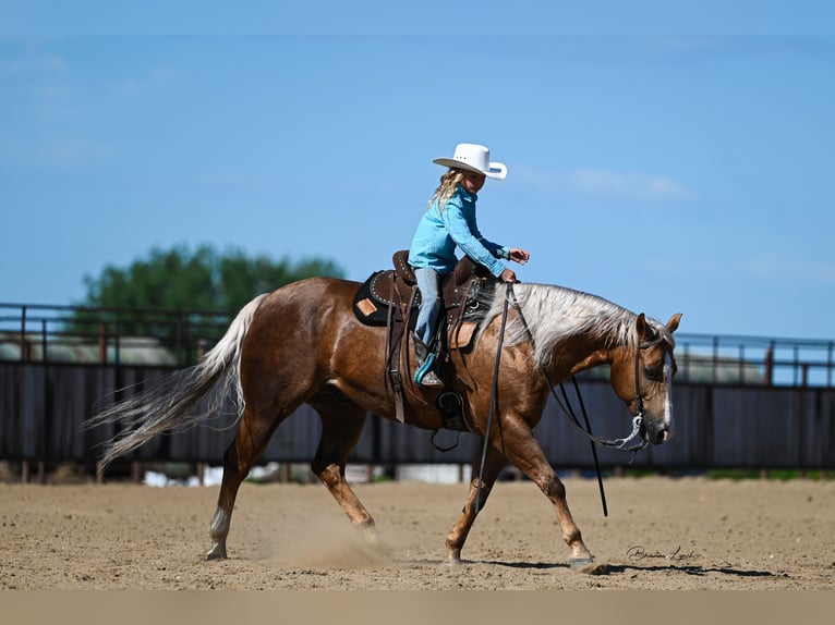 American Quarter Horse Gelding 11 years 14,1 hh Palomino in Canistota, SD