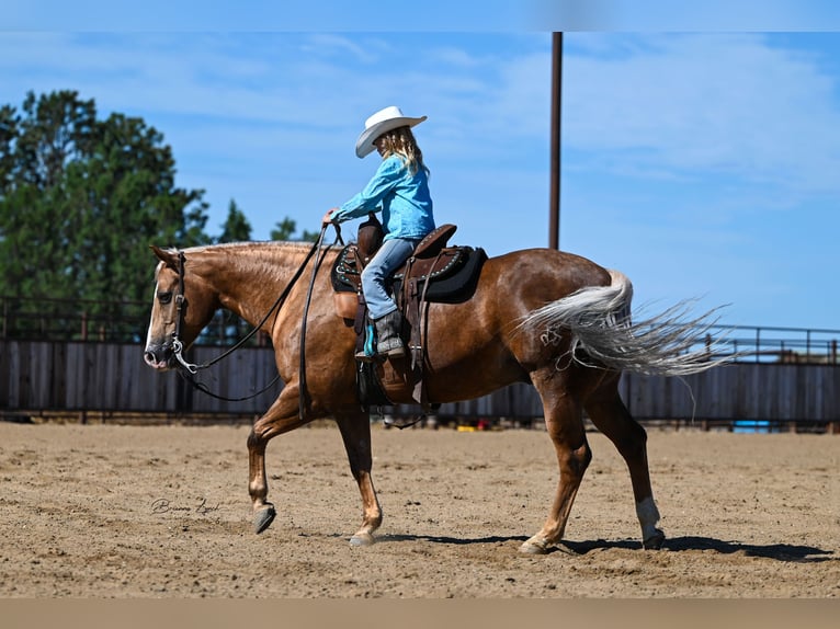 American Quarter Horse Gelding 11 years 14,1 hh Palomino in Canistota, SD