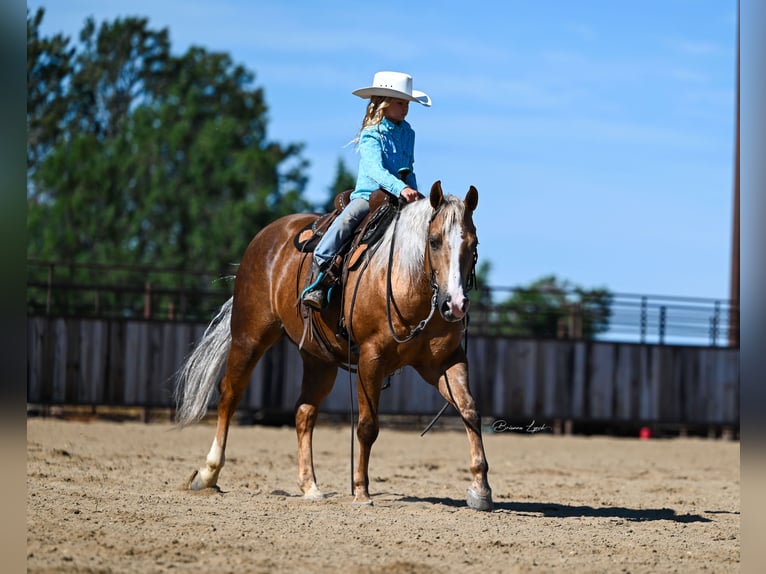 American Quarter Horse Gelding 11 years 14,1 hh Palomino in Canistota, SD