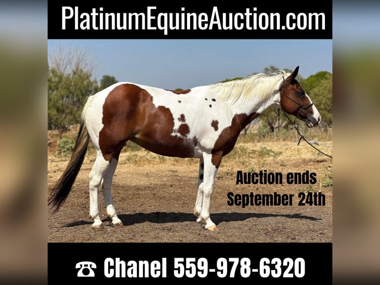 American Quarter Horse Gelding 11 years 14,1 hh Tobiano-all-colors in Bryers TX