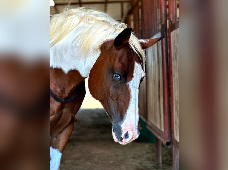 American Quarter Horse Gelding 11 years 14,1 hh Tobiano-all-colors in Bryers TX