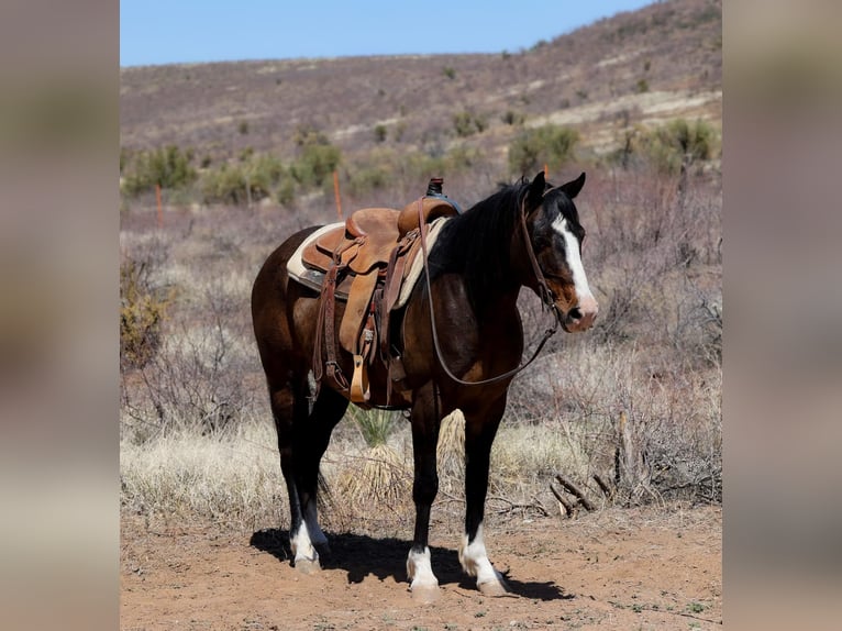 American Quarter Horse Gelding 11 years 14,2 hh Bay in Camp Verde AZ