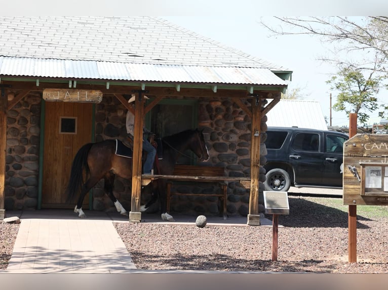 American Quarter Horse Gelding 11 years 14,2 hh Bay in Camp Verde AZ