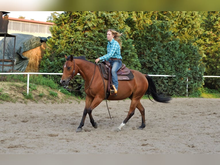 American Quarter Horse Gelding 11 years 14,2 hh Brown in Stahnsdorf