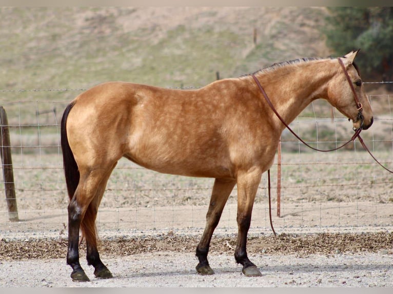 American Quarter Horse Gelding 11 years 14.2 hh Buckskin in Bitterwater CA