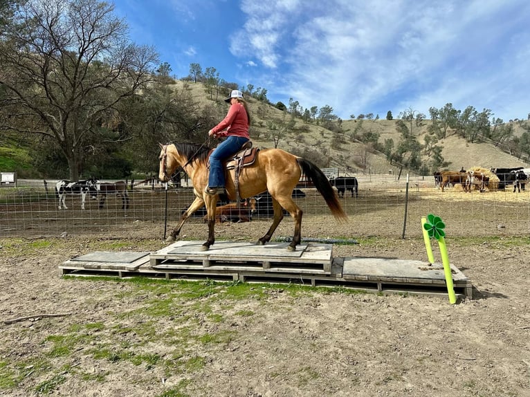 American Quarter Horse Gelding 11 years 14.2 hh Buckskin in Bitterwater CA