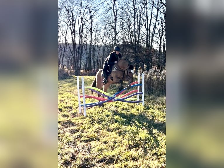 American Quarter Horse Gelding 11 years 14,2 hh Buckskin in Everett PA