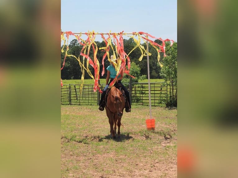 American Quarter Horse Gelding 11 years 14,2 hh Chestnut in Huntsville TX