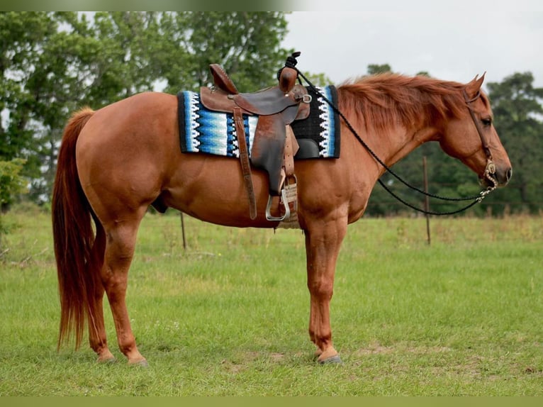 American Quarter Horse Gelding 11 years 14,2 hh Chestnut in Huntsville TX