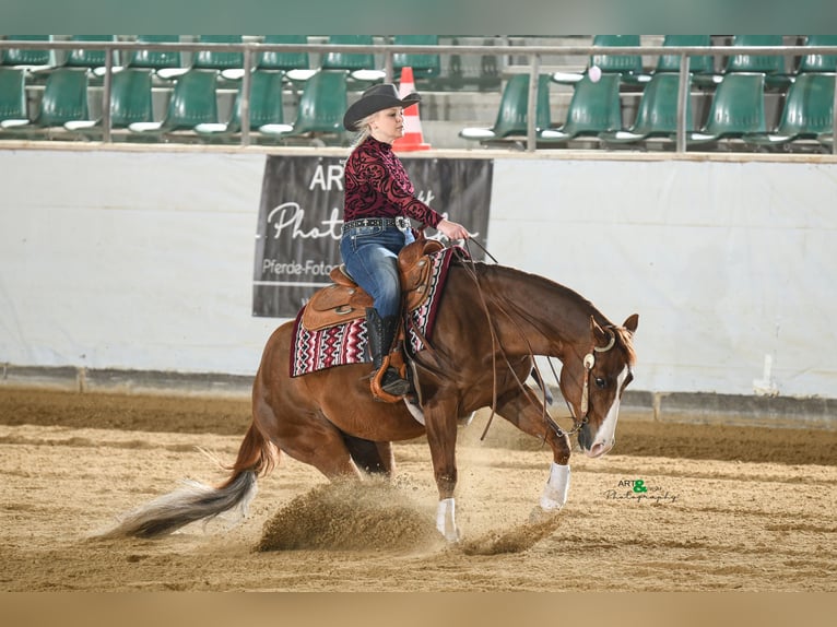 American Quarter Horse Gelding 11 years 14.2 hh Chestnut in Otterfing
