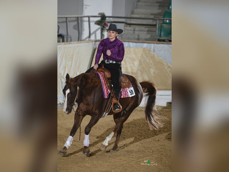 American Quarter Horse Gelding 11 years 14.2 hh Chestnut in Otterfing