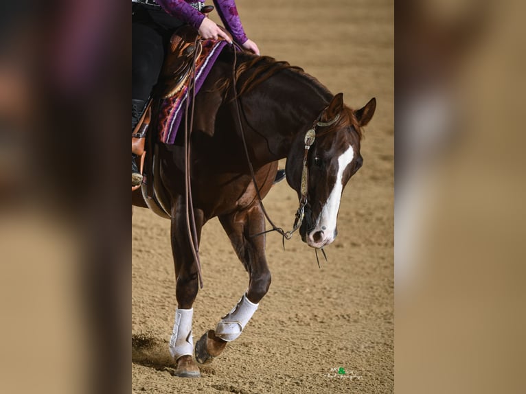 American Quarter Horse Gelding 11 years 14.2 hh Chestnut in Otterfing