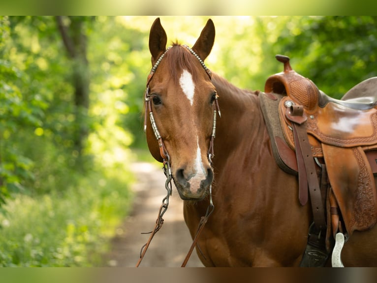American Quarter Horse Gelding 11 years 14.2 hh Chestnut in Markranstädt