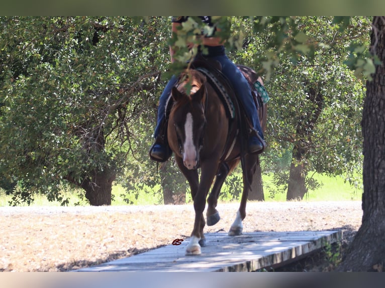 American Quarter Horse Gelding 11 years 14,2 hh Chestnut in Jacksboro TX