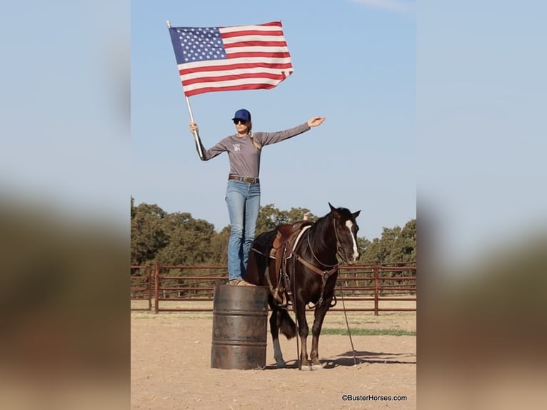 American Quarter Horse Gelding 11 years 14,2 hh Chestnut in Weatherford TX