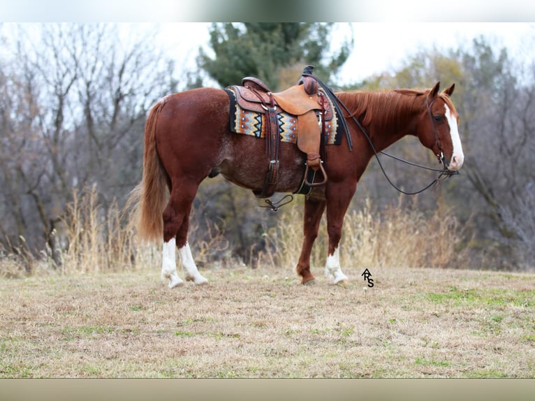 American Quarter Horse Gelding 11 years 14,2 hh in Rosemount, MN