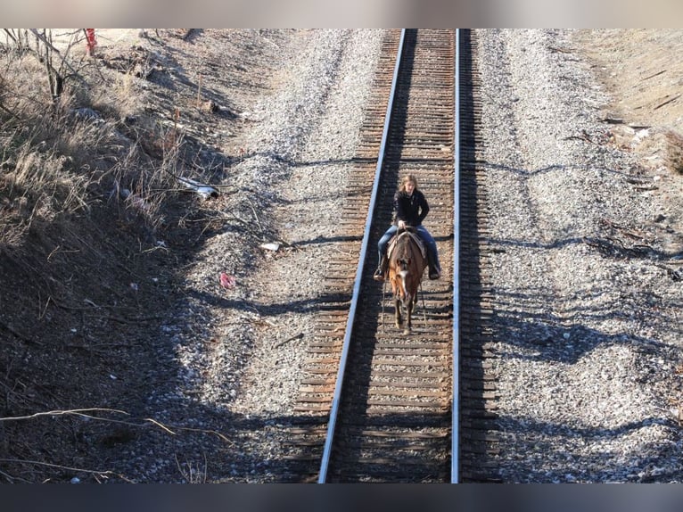 American Quarter Horse Gelding 11 years 14.2 hh Dun in Charleston