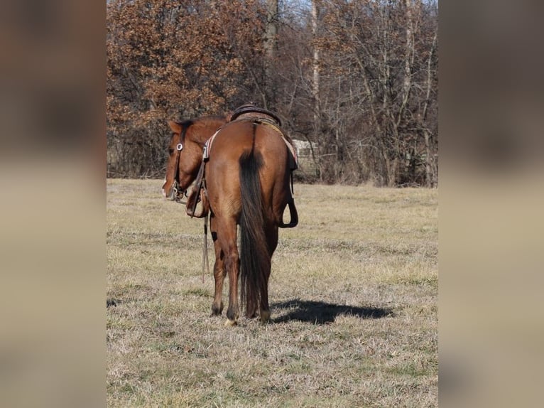 American Quarter Horse Gelding 11 years 14.2 hh Dun in Charleston