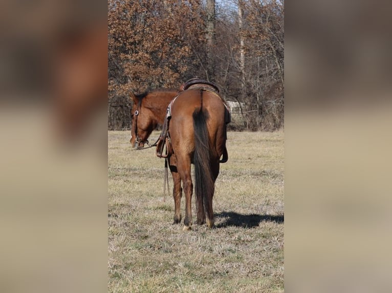 American Quarter Horse Gelding 11 years 14.2 hh Dun in Charleston