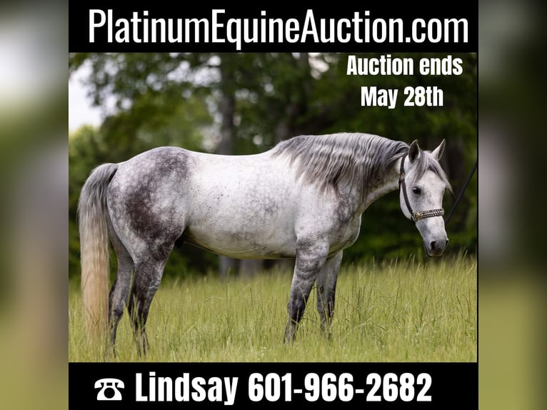 American Quarter Horse Gelding 11 years 14,2 hh Gray-Dapple in Bovina MS