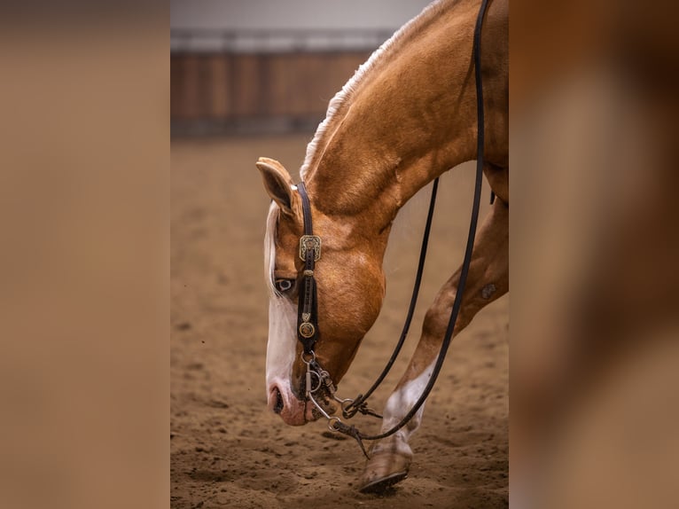 American Quarter Horse Gelding 11 years 14.2 hh Palomino in Canistota