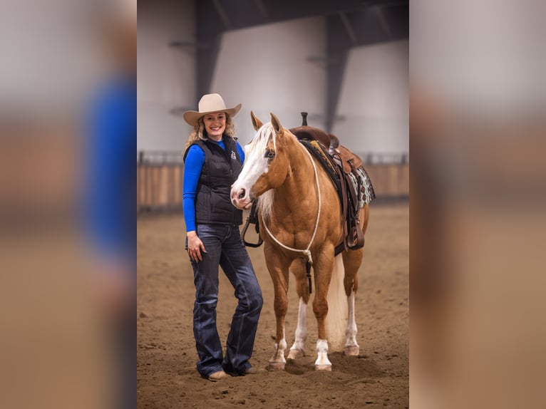 American Quarter Horse Gelding 11 years 14.2 hh Palomino in Canistota
