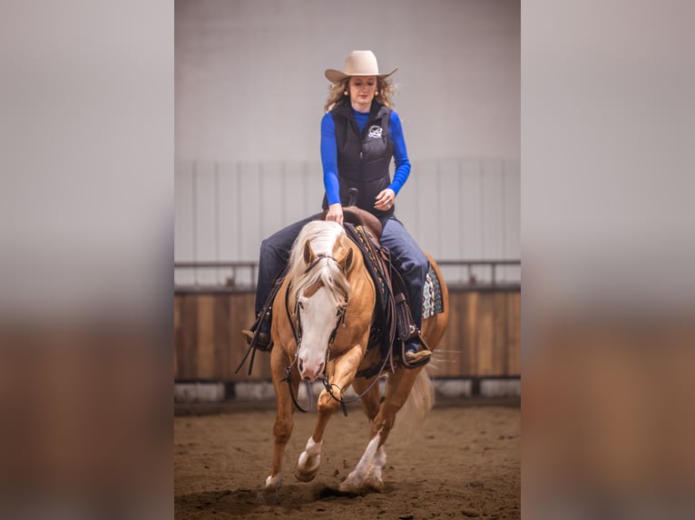 American Quarter Horse Gelding 11 years 14.2 hh Palomino in Canistota