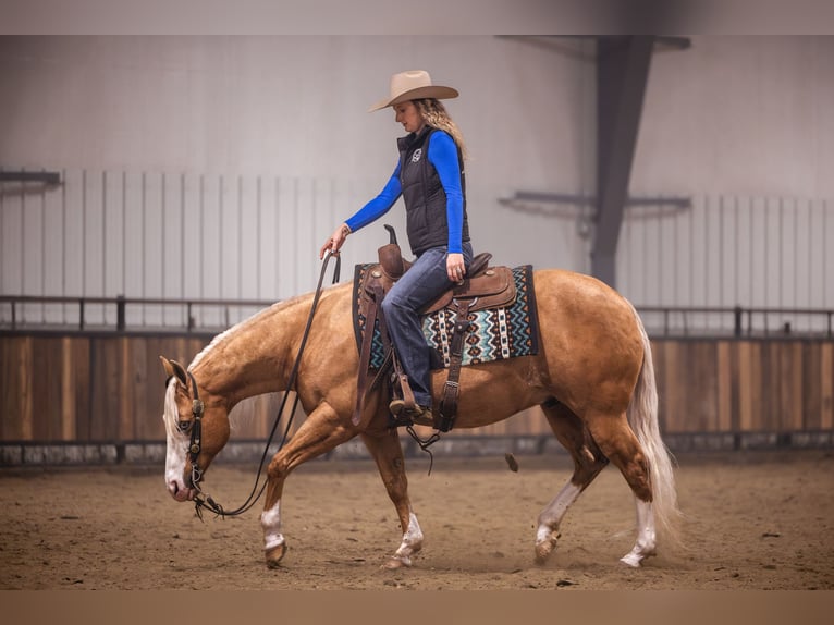 American Quarter Horse Gelding 11 years 14.2 hh Palomino in Canistota