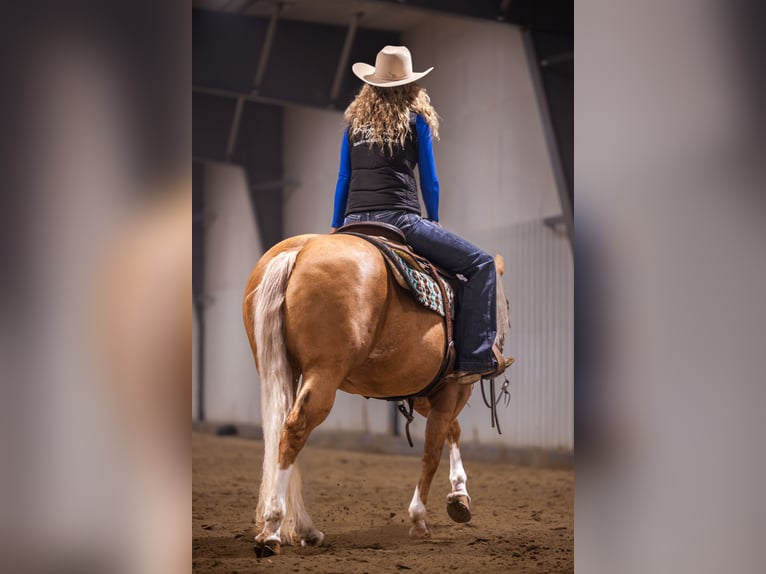 American Quarter Horse Gelding 11 years 14.2 hh Palomino in Canistota