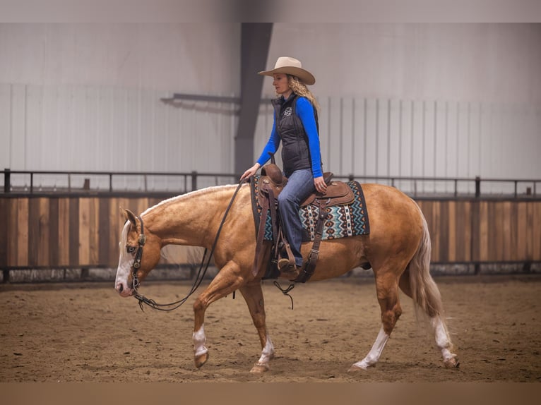 American Quarter Horse Gelding 11 years 14.2 hh Palomino in Canistota