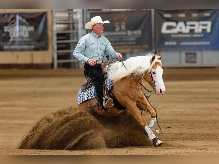 American Quarter Horse Gelding 11 years 14.2 hh Palomino in Canistota