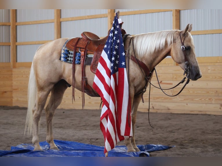 American Quarter Horse Gelding 11 years 14,2 hh Palomino in Allenwood