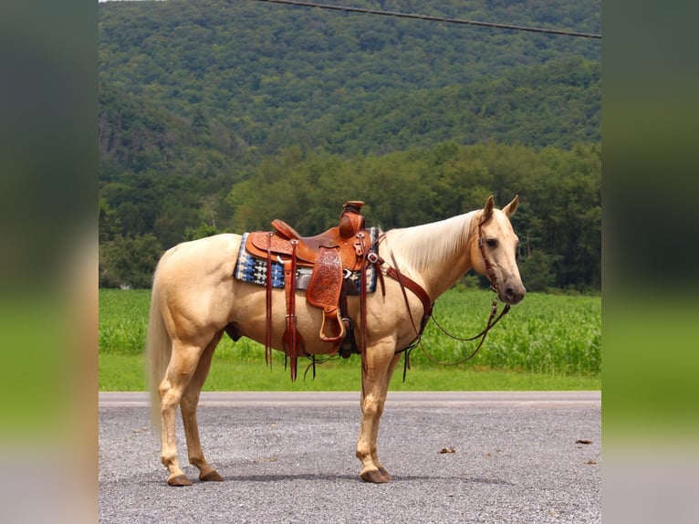 American Quarter Horse Gelding 11 years 14,2 hh Palomino in Allenwood