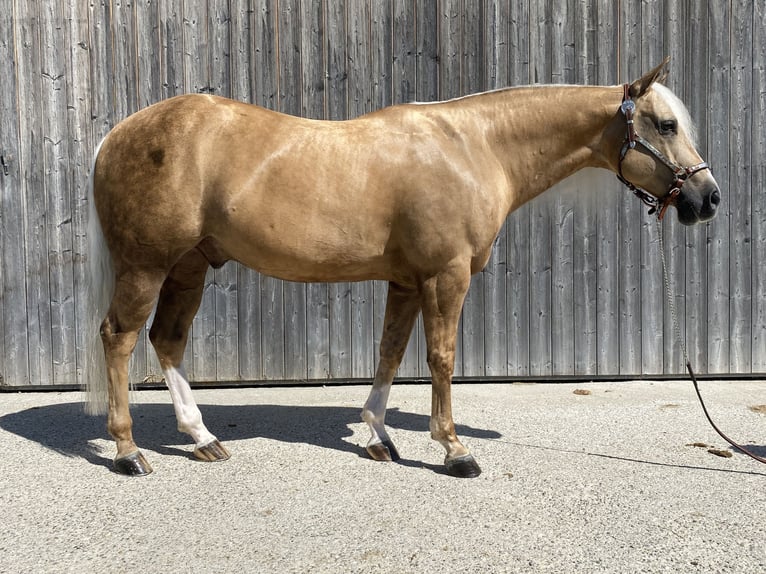 American Quarter Horse Gelding 11 years 14,2 hh Palomino in Kirchdorf